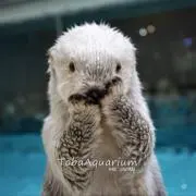 とわの画像