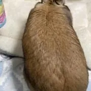 ヤギの画像