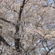 ハッピーJapan