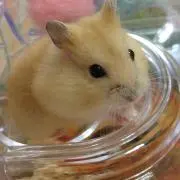 さいふぁ⭐︎の画像