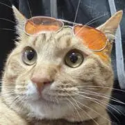 コロの画像