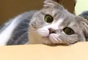 ナナの画像