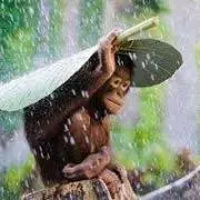 Monkey