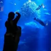 どら