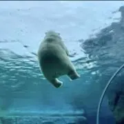 malの画像