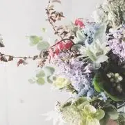 はちの画像