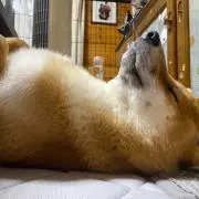 あうぶう