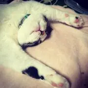 ジロ吉の画像