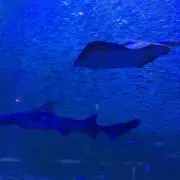 まろん