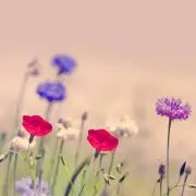 うめぼし※プロフ必読