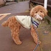 sssの画像