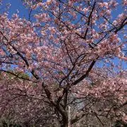 Hanaの画像