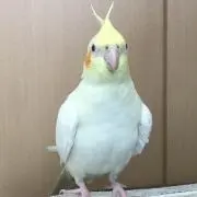 pineの画像