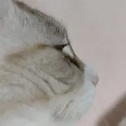 みかんの画像