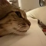 ろんろんの画像