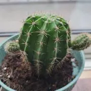 ピクルスの画像