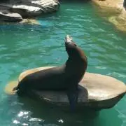 まろん