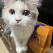 スティングレイの画像