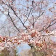 ここねの画像