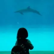 ぽんぽこ