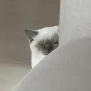 さぶれの画像