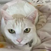 倉三の画像