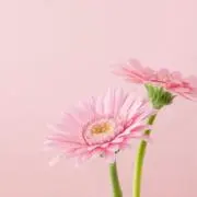 Flalaの画像