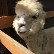 リトルミィの画像