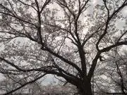 なっちゃん