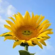 ヒマワリの画像