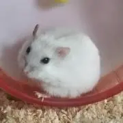 ななこの画像