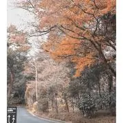 Shiroの画像