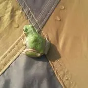 じん