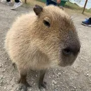 かぴたんの画像
