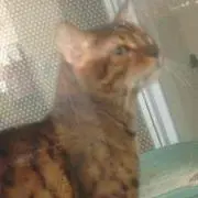 べんがる