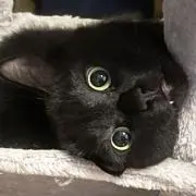ぴか