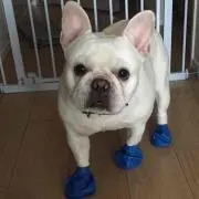 ダイフクの画像