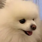 しばこの画像