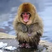 はるたんの画像
