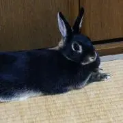きたびぃ