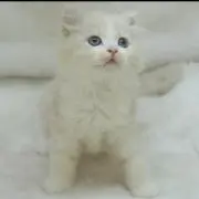ココアの画像