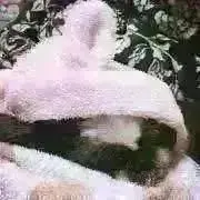 milkの画像