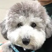まっく