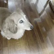 ラムちゃんの画像