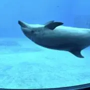 ほりほりの画像