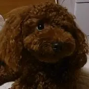 toko