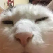 めめたん