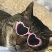 MS
