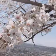 あっちゃん