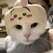 Eight197の画像